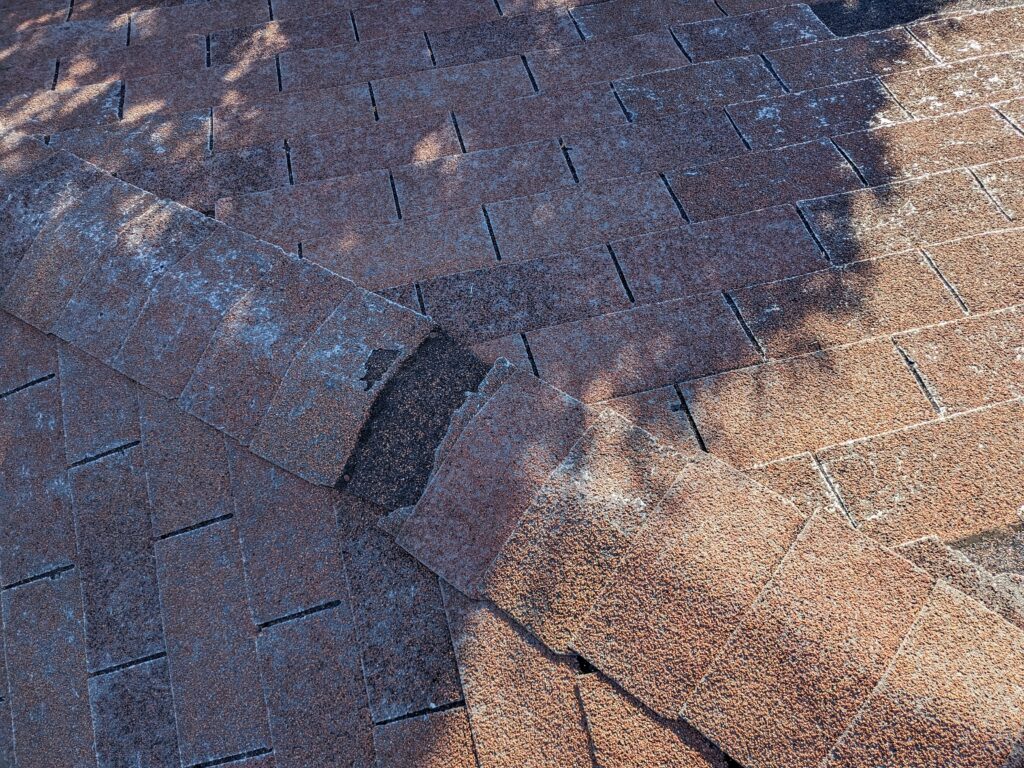 Rodent damage on ridge